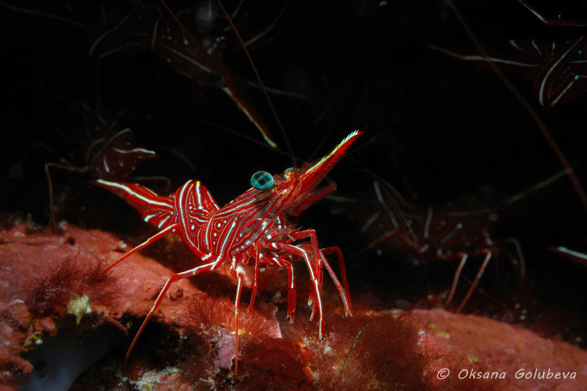 Танцующая креветка. Филиппины. Nikon D300, бокс Sea&sea, Nikkor 60, inon z-240x2. ISO-200, f/14, 1/125