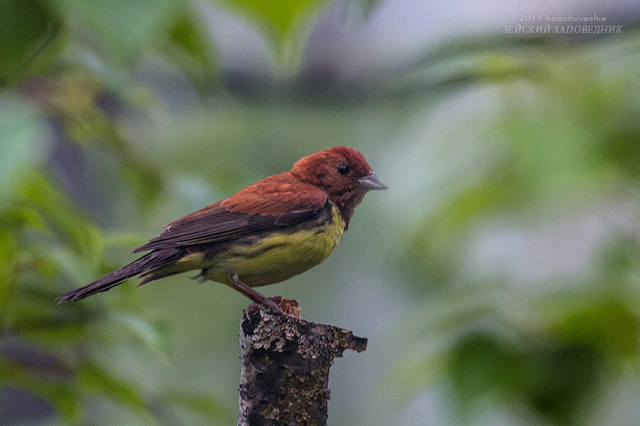 Рыжая овсянка (Emberiza rutila)