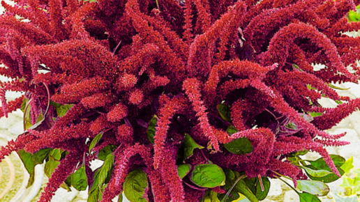 Сею этот цветок без рассады под зиму в грунт и любуюсь цветением все ...