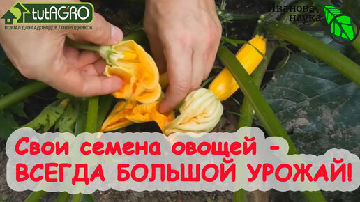 А СВОИ СЕМЕНА ЛУЧШЕ! НЕ ПОКУПАЙТЕ семена овощей, а используйте СВОИ! Как получать семена БЕСПЛАТНО. Со своих семян урожай всегда больше!