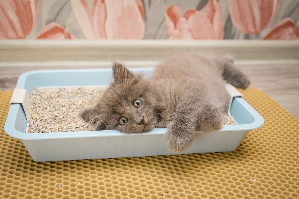 Коврик эффективно собирает гранулы, приставшие к кошачьим подушечкам лап.