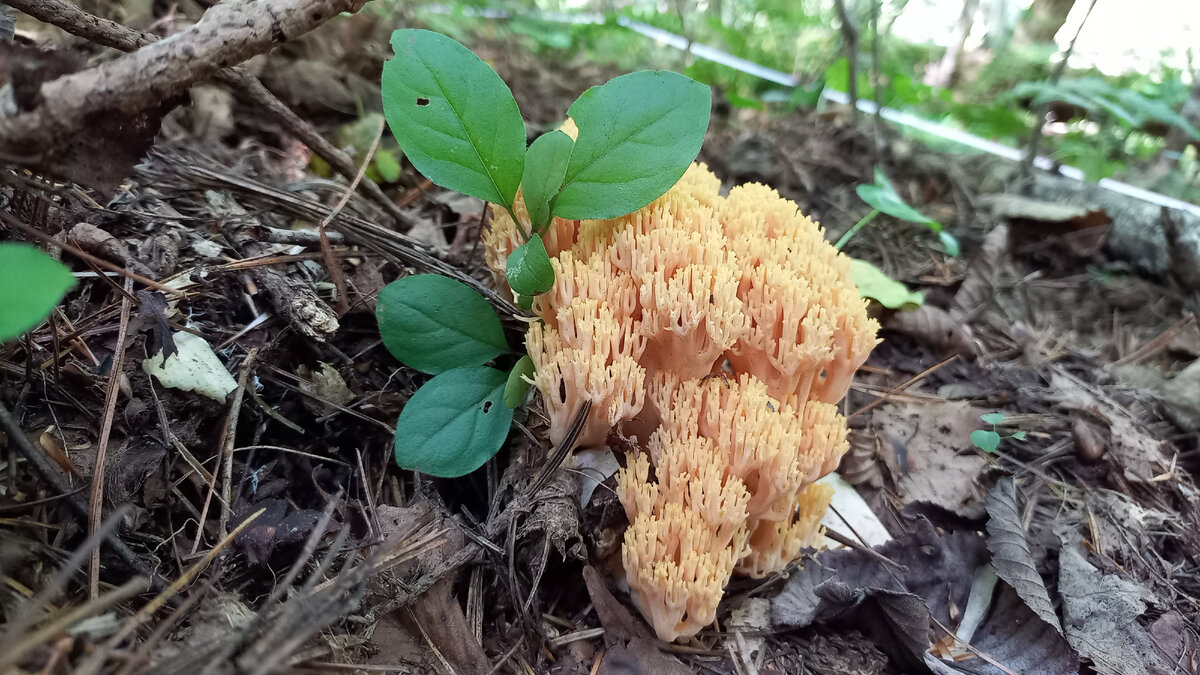 Оленьи рожки. Рогатик жёлтый, или Рамария