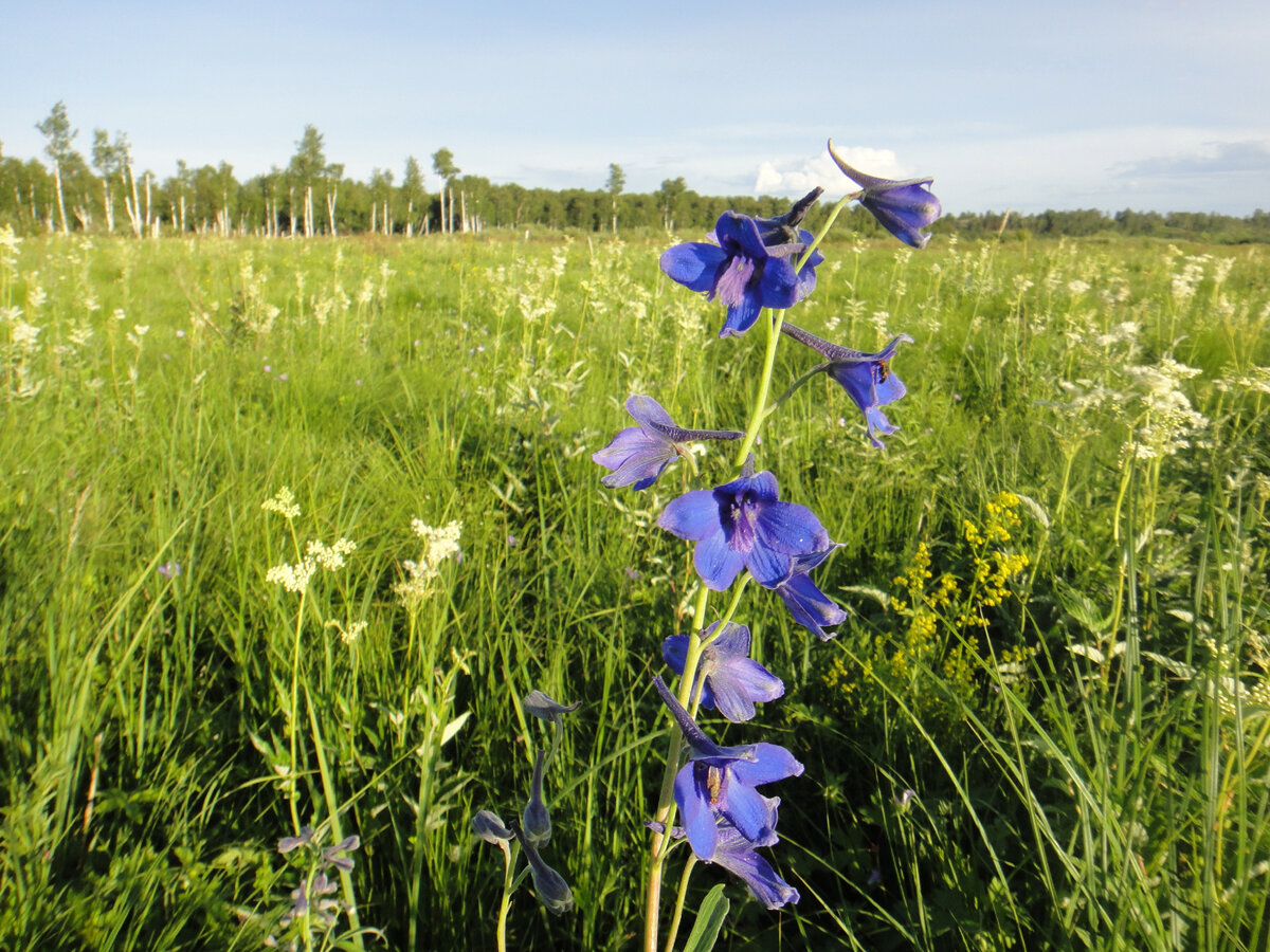 Губоцветный дельфиниум на лугу, который когда-то был болотцем.