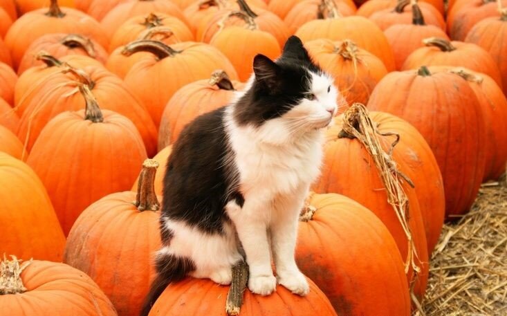 Фото из Интернета.