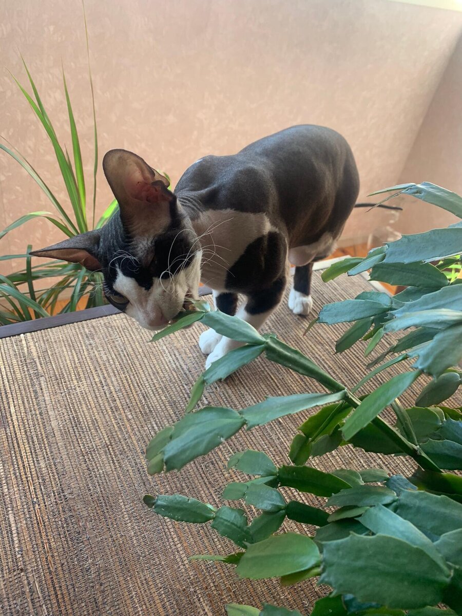 Вообще он цветы не трогает, но некоторые пострадали.