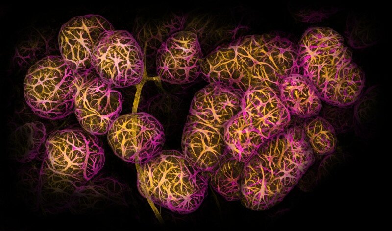    Caleb Dawson, nikonsmallworld.com