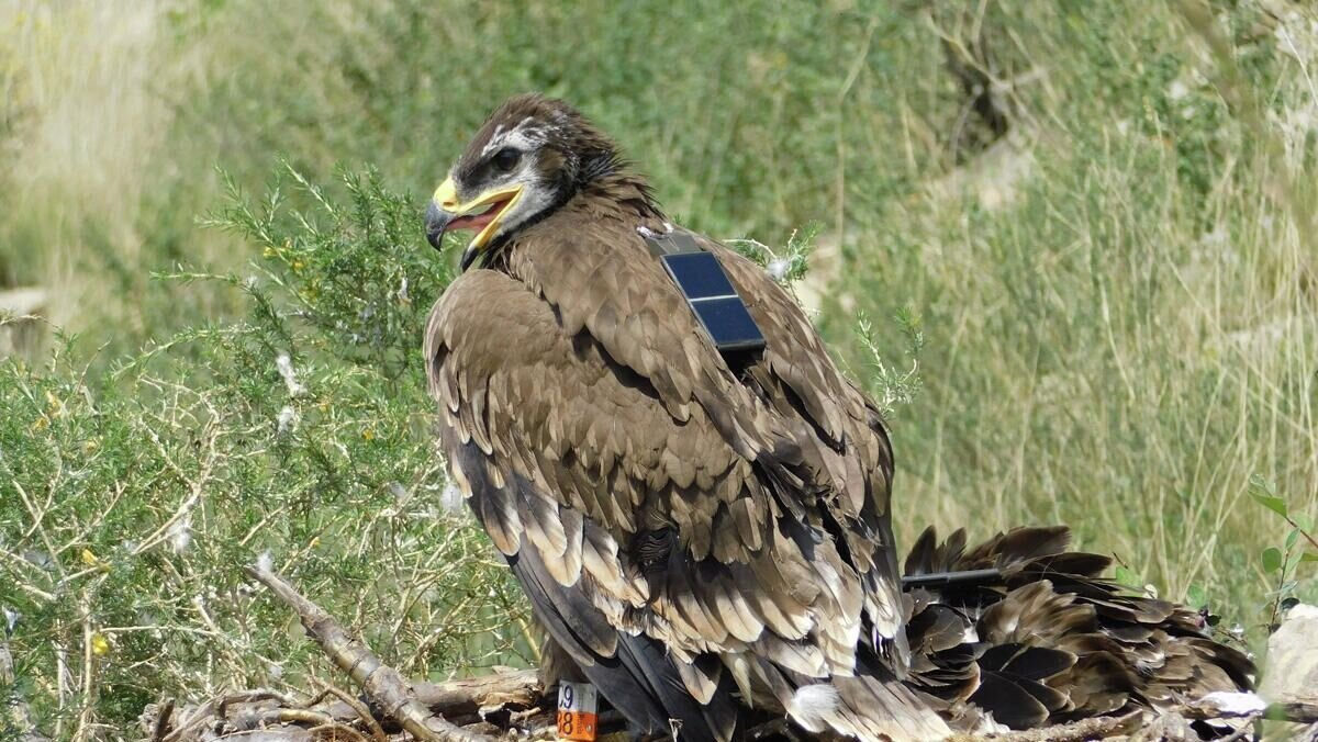    Степной орел Аскиз © Фото : WWF / Игорь Карякин