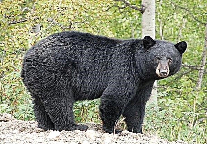 Какие медведи крупнее. Гималайский, или белогрудый медведь. Черный медведь. Гибрид медведя. Барибал.