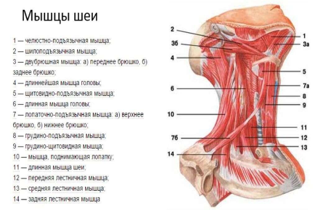 Затылочные мышцы