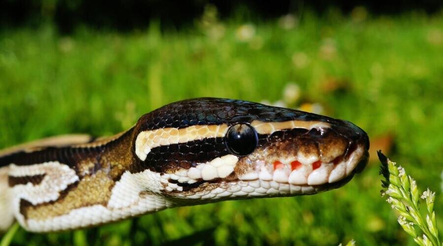    В мире животных. Как линяют змеи? Фото: по лицензии PxHere