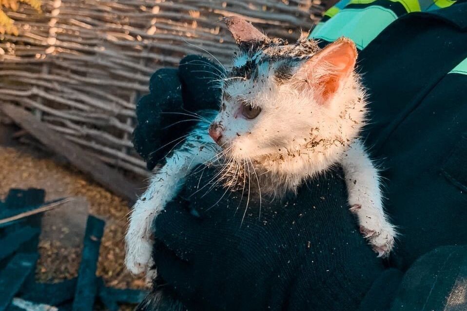    В Орске сотрудники МЧС спасли котят из пожара 😽