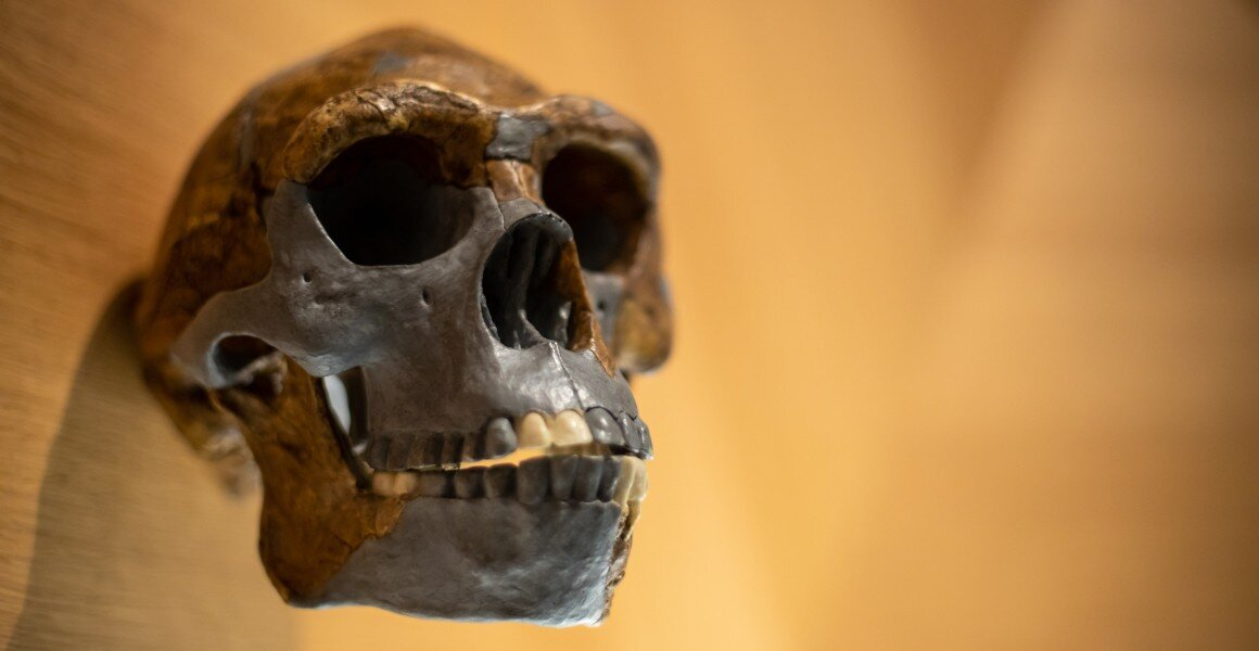Череп Homo erectus