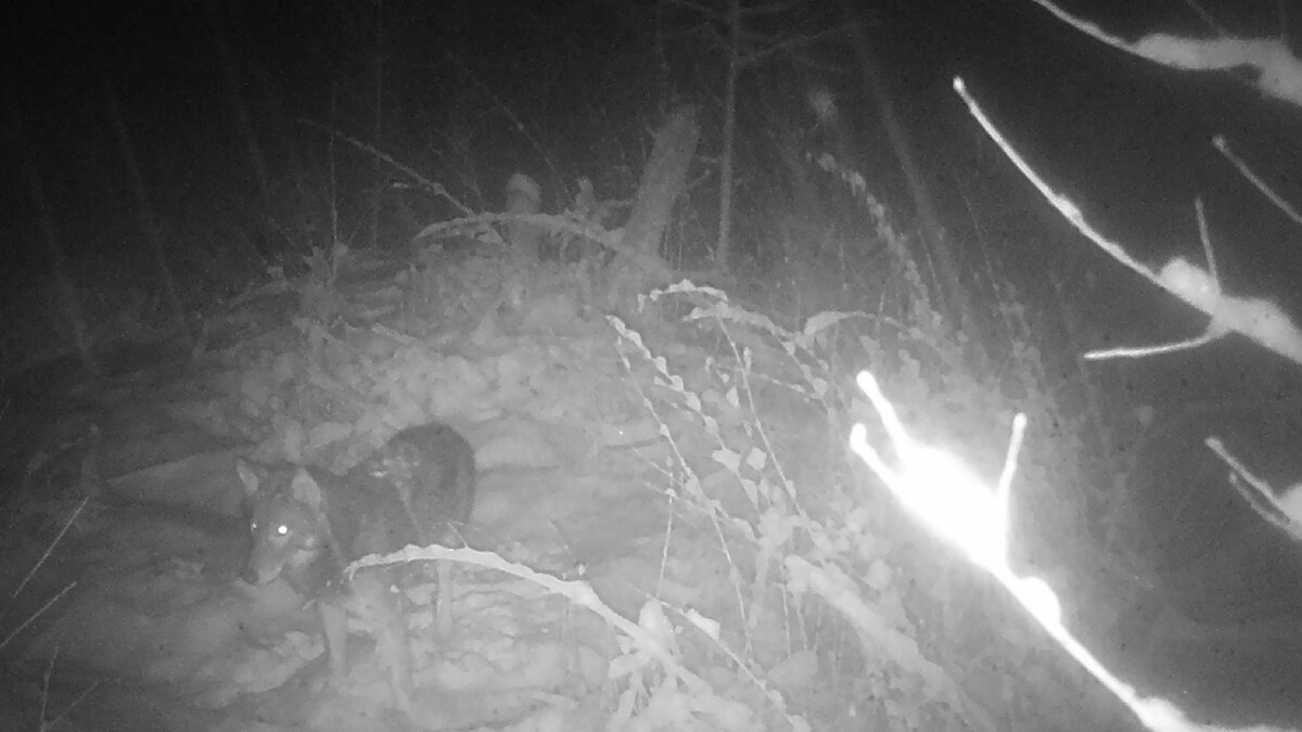 Волк зимней ночью на бобровой хатке