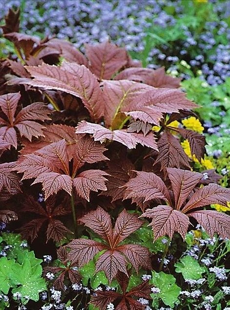 Фото из интернета. 