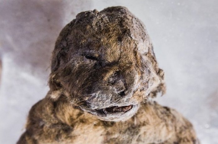 Львёнок, умерший 57 тысяч лет тому назад.