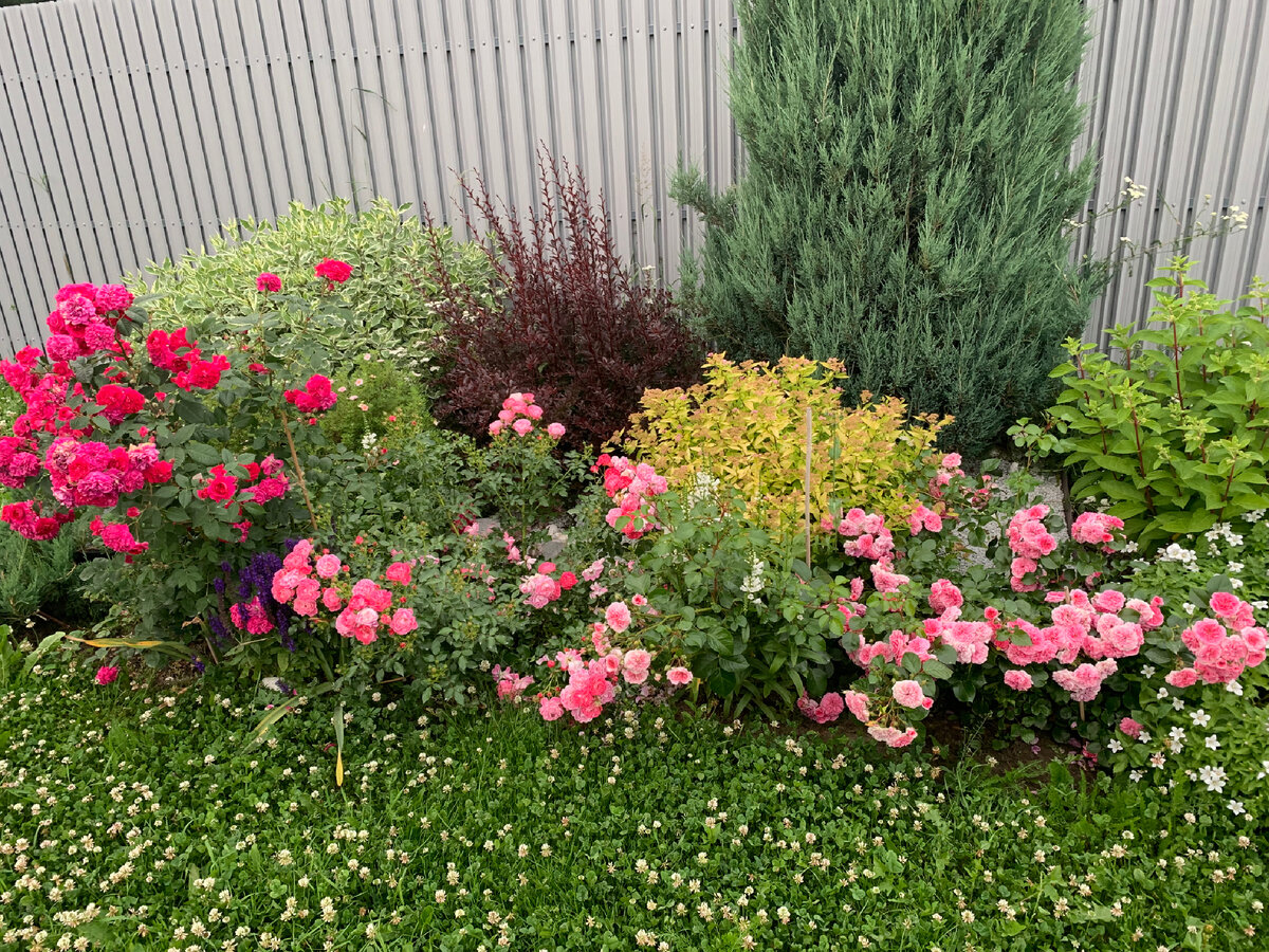 Найдите бордюрную ленту. Фото из моего сада