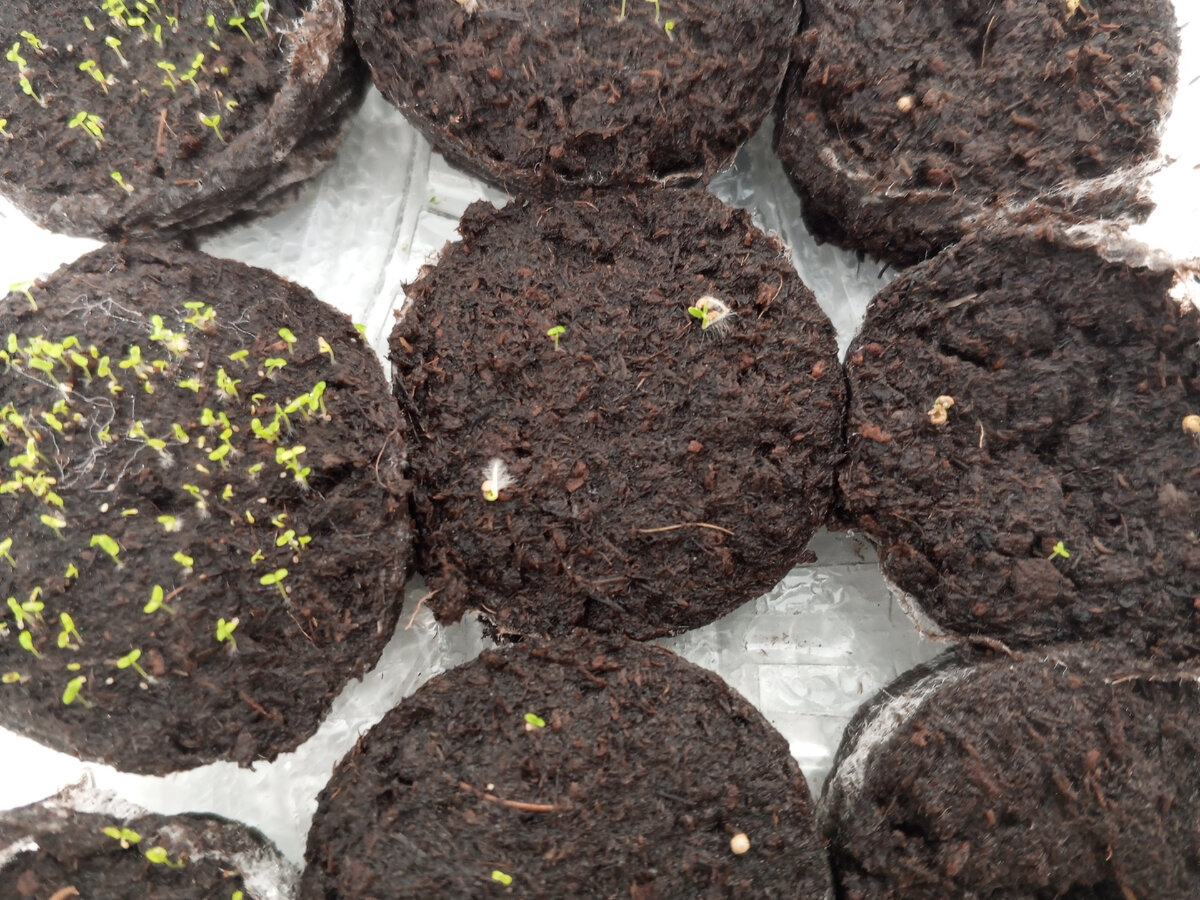 Как обеззаразить грунт для рассады и важно ли это?