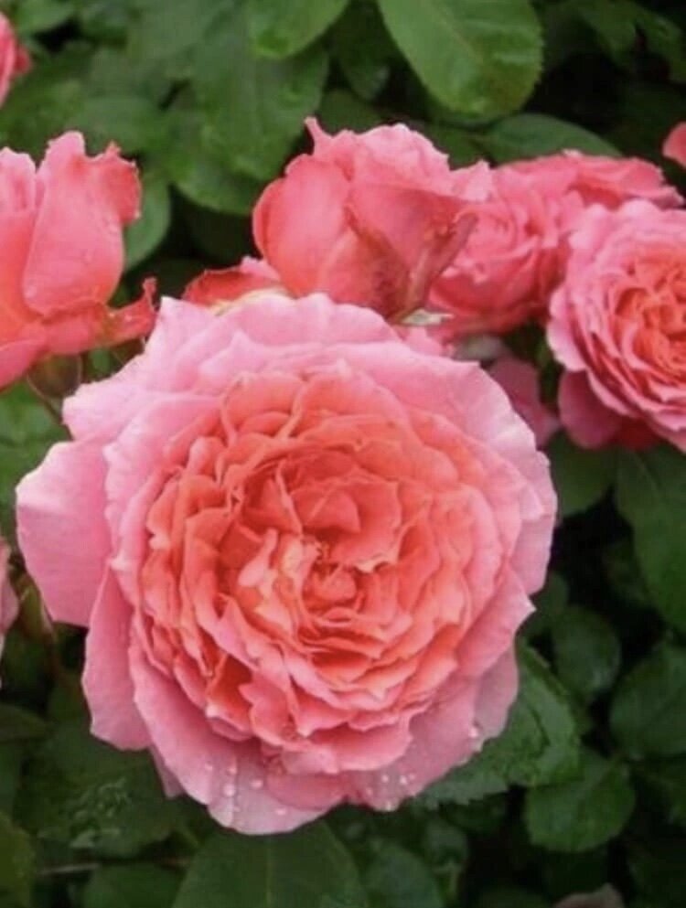 Цветки изменчивы -разного тона и цвета в течении сезона ! Но всегда очень красивые! 