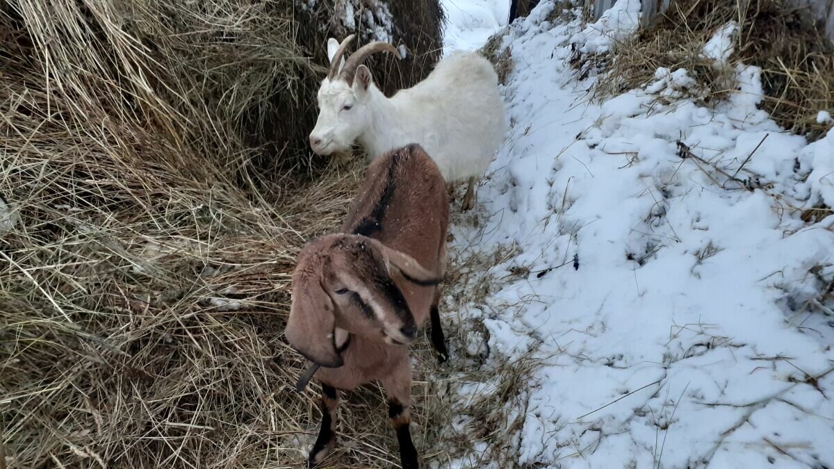 Две подружки