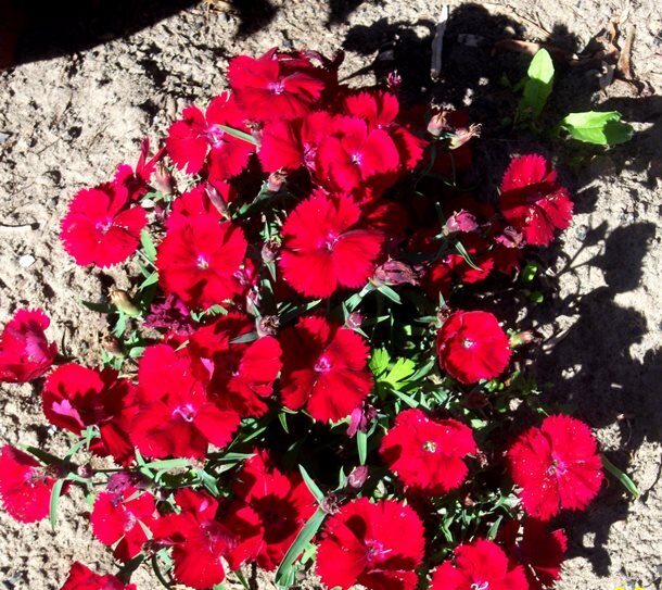 Гвоздика садовая. Фото автора.