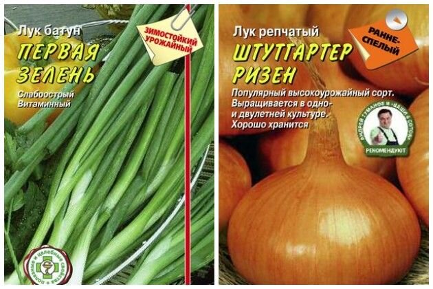 сорта лука для посадки семенами