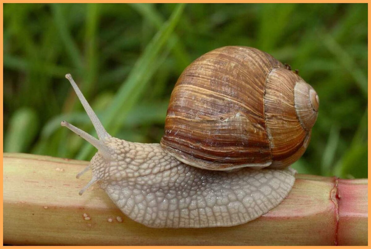 https://clck.ru/Vkswe Улитки и слизни — это распространенная проблема на дачных участках. Они поедают листья растений и могут нанести ощутимый урон урожаю.