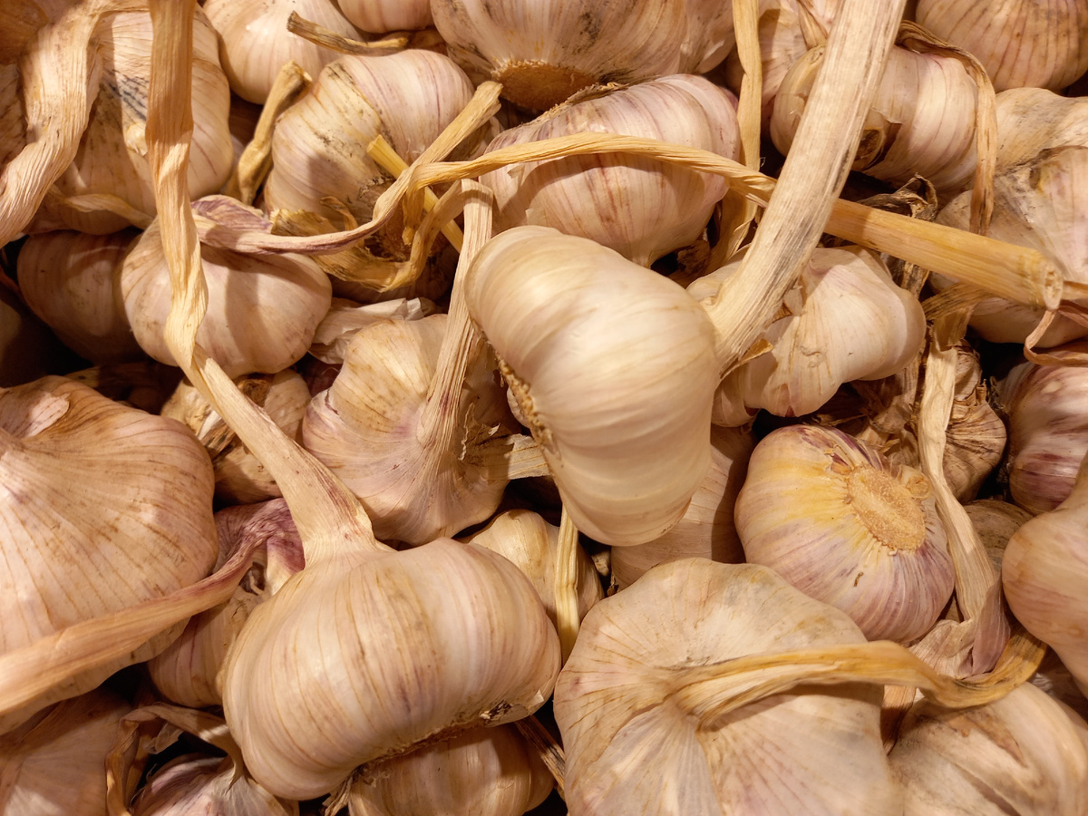 Обычный чеснок давший название необычному криминальному прообразу кистеня.