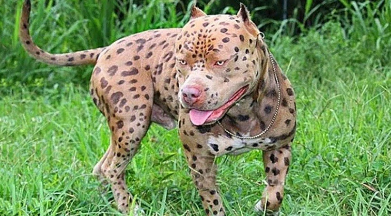 Дай руку и я её обязательно съем... Гав, я в боевой готовности.