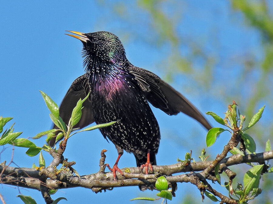 Скворец поет