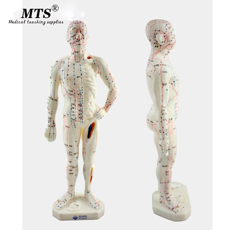 Китайская акупунктура меридианы манекен