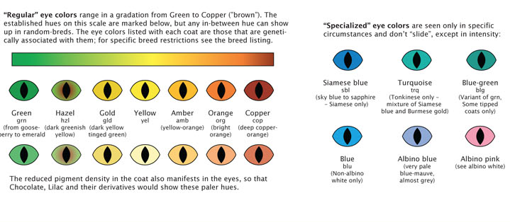 Фрагмент общепринятой таблицы окрасов кошек