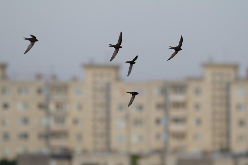Стрижи в городе