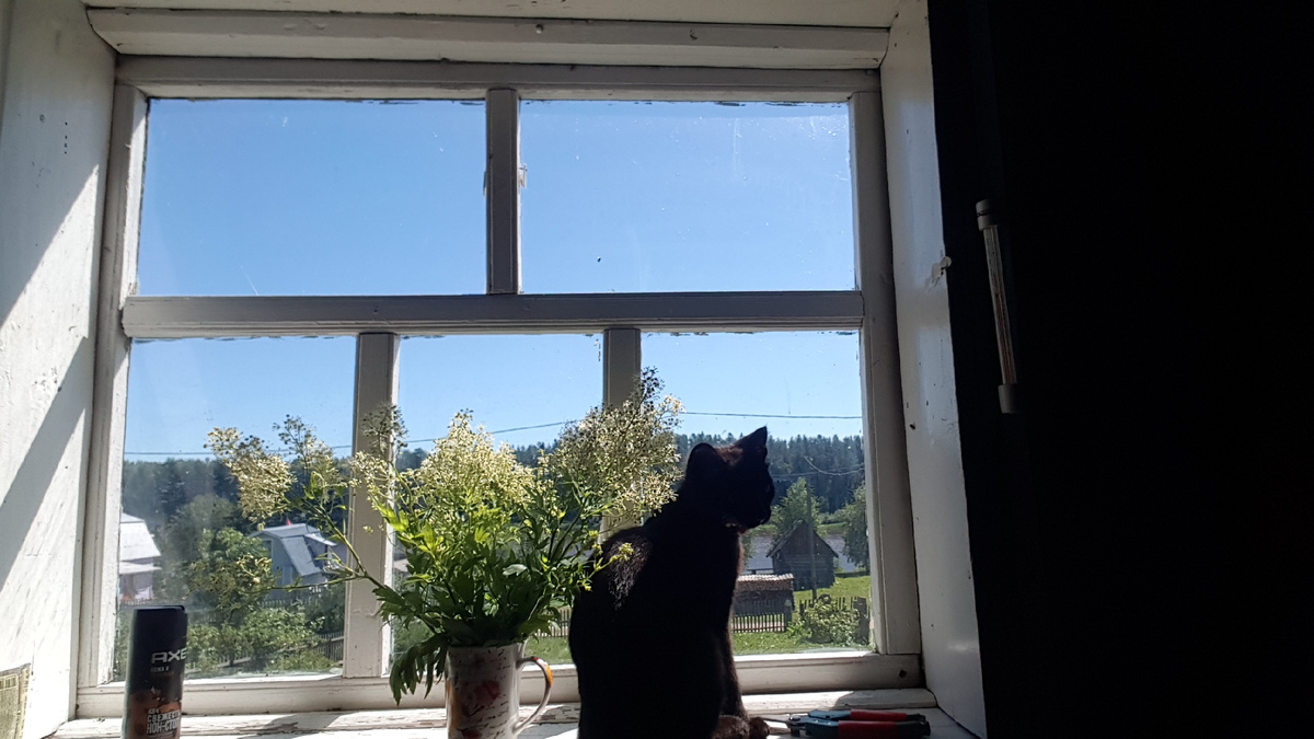 Надоело на окне сидеть, мух ловить - пошел огород изучать