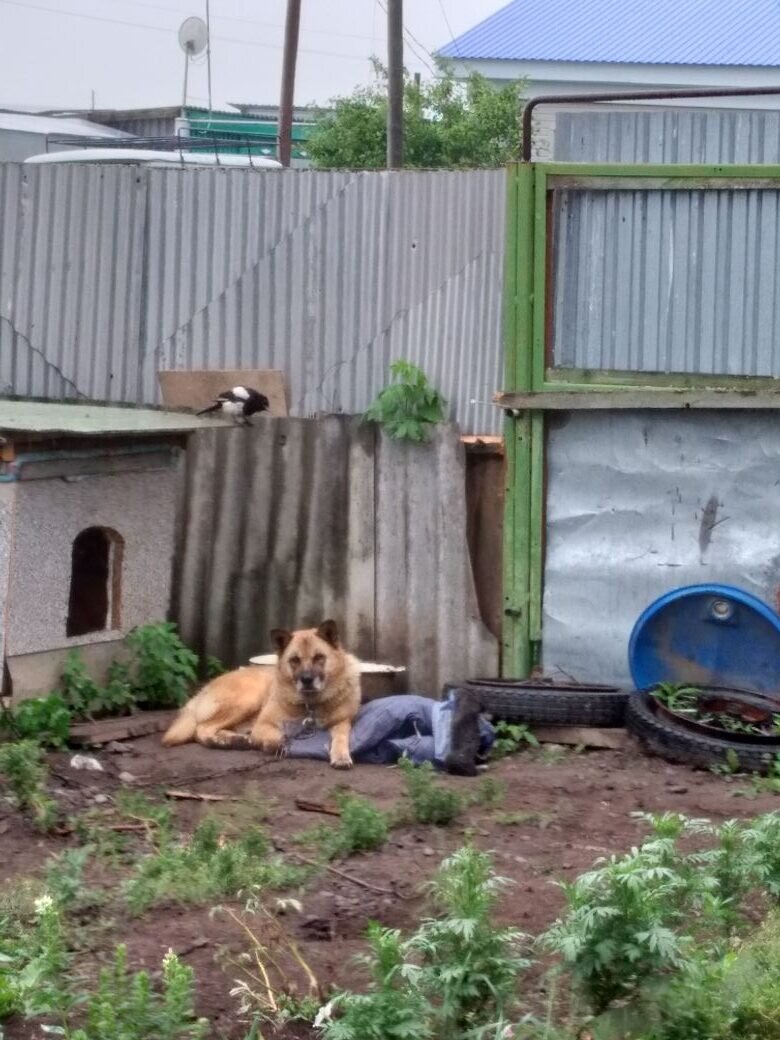 Фото опубликовано с согласия автора (https://ok.ru/messages/578847828800)