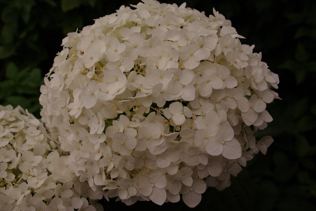 Гортензия INCREDIBALL