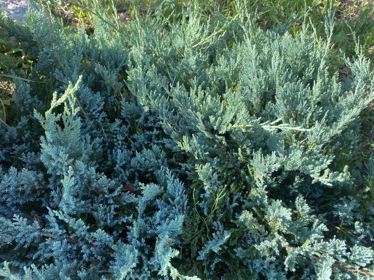 Можжевельник горизонтальный “Blue chip” (Juniperus horizontalis “Blue chip”)