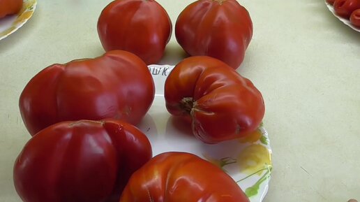 Томат сорт ладошка. Томат сорт ладошка. Томат розовый клад сады россии. Томат воловье сердце. Помидоры в ладонях.