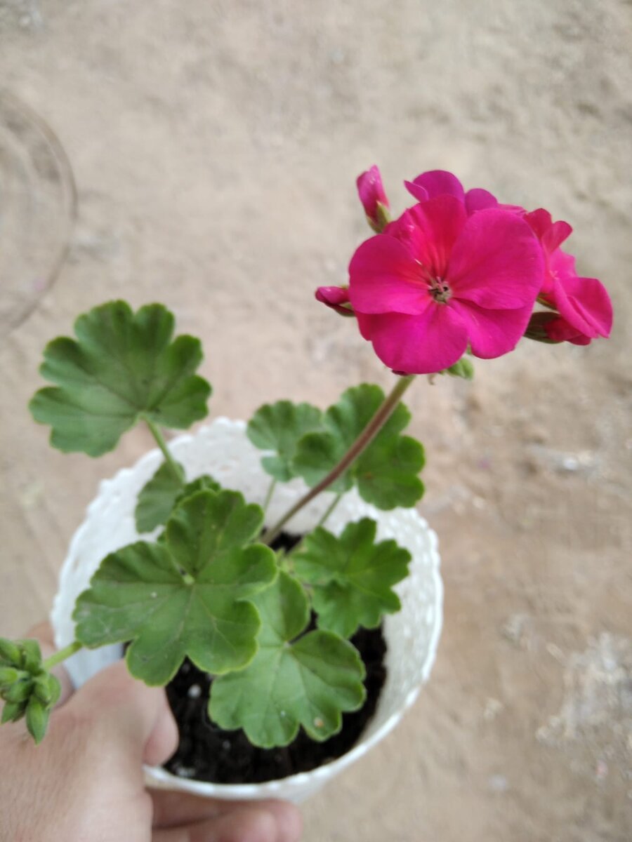 Цвет точный. Малиновая с алой серединкой, хе-хе. 