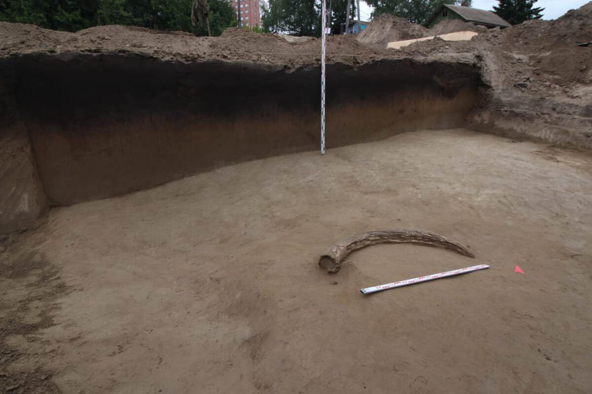 Бивень мамонта на Афонтовой горе. Фотография ООО «Красноярская Геоархеология»