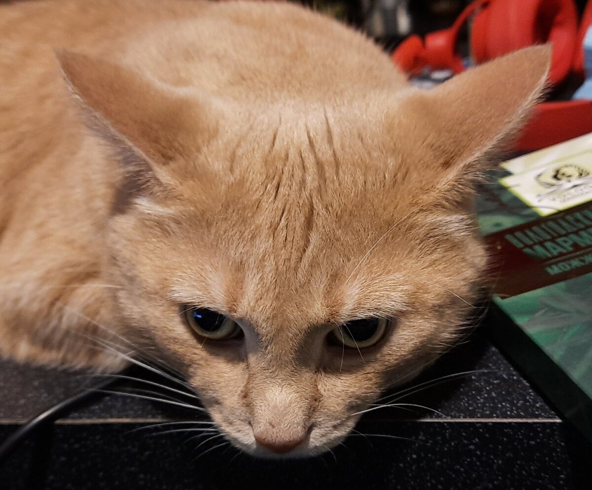 Беги, пока я не встал!