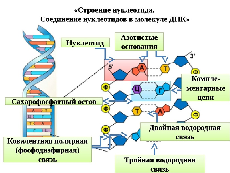 Как называется принцип расположения нуклеотидов. Схема строения нуклеотида ДНК И РНК. Нуклеотид молекулы ДНК схема. Схема строения нуклеотида ДНК. Строение нуклеотида молекулы ДНК.
