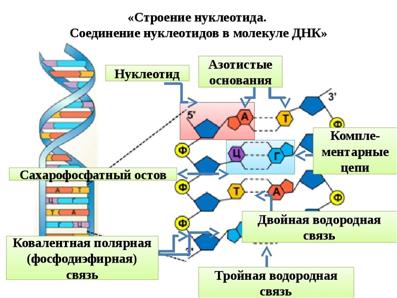 Нуклеотидная цепь днк. Структура нуклеотида ДНК. Молекула ДНК структура нуклеотиды. Строение нуклеотида углевод ДНК. Структура нуклеотида микробиология.