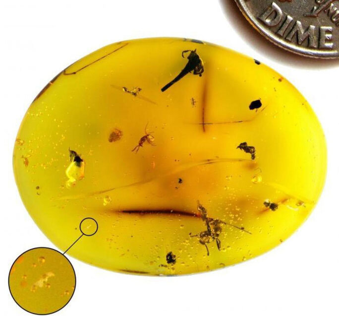 
Крупный план янтаря, содержащего драгоценные окаменелости - (Фото: Холли Салливан / Гарвард / NJIT).