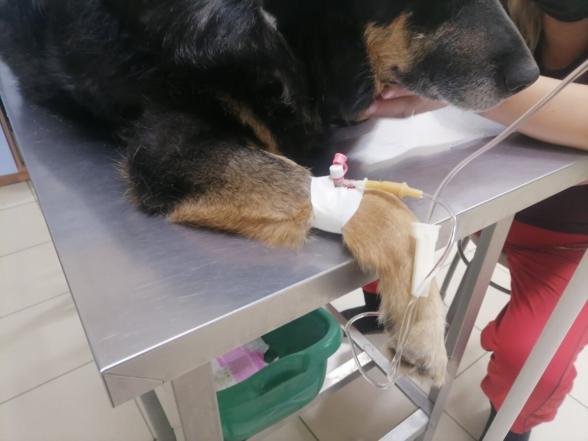 Начали капаться