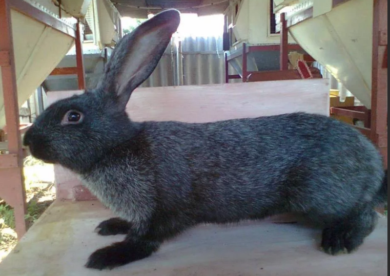 черно бурый кролик 