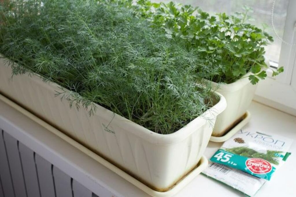 На подоконнике можно выращивать зелень (фото с сайта medic-farma.ru)