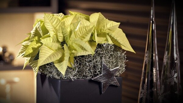 Красавица- пуансеттия