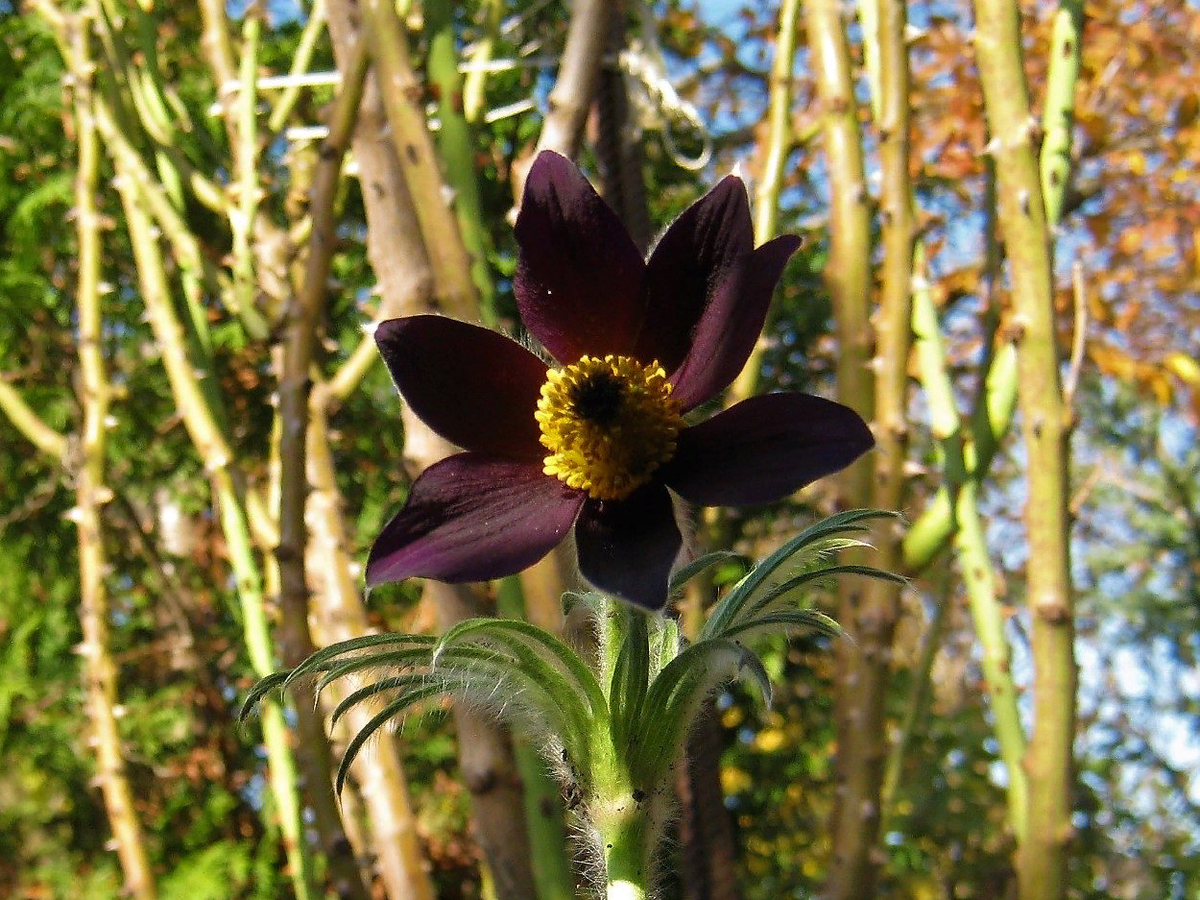 Псевдославика