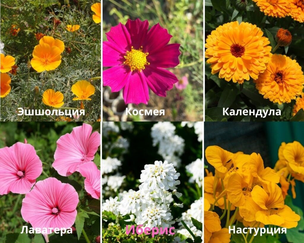 Первый микс однолетников 