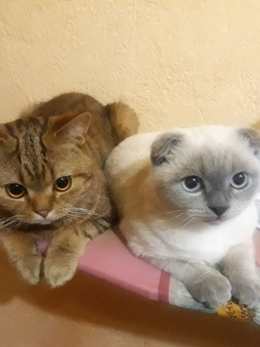 Лео и Эльзик